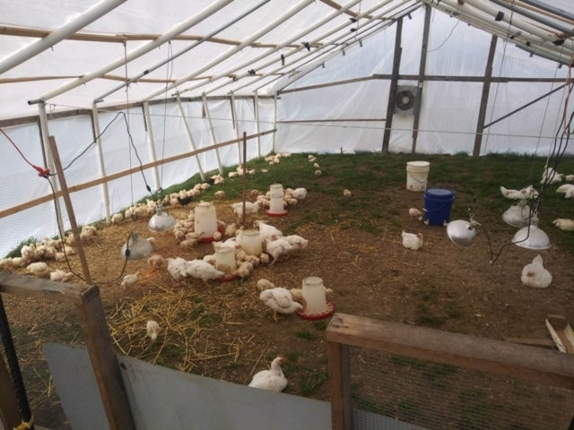 Whats Happening at Eggleston Farm