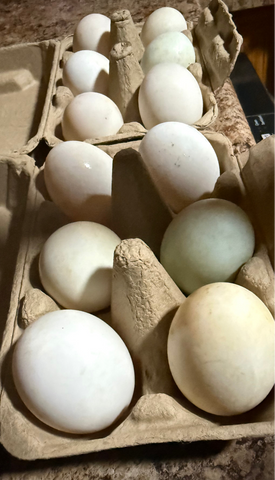 Duck Eggs 1/2 dozen