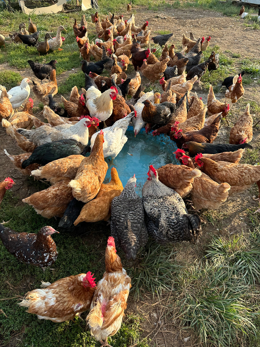 Pasture Raised