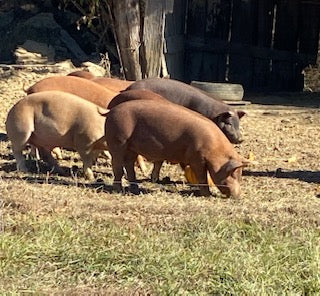 Pasture Raised Hog-Half  $4.25 per pound