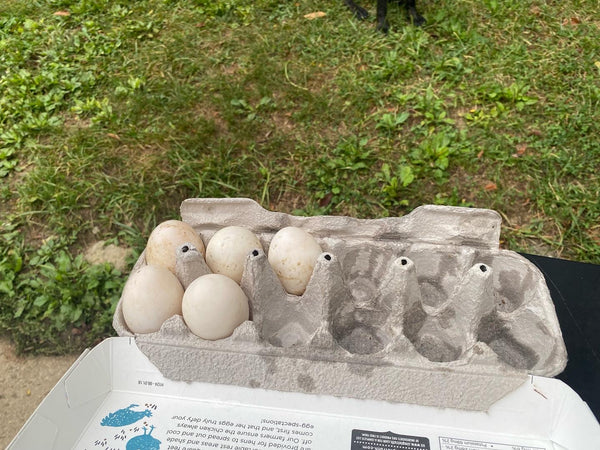 Duck Eggs 1/2 dozen